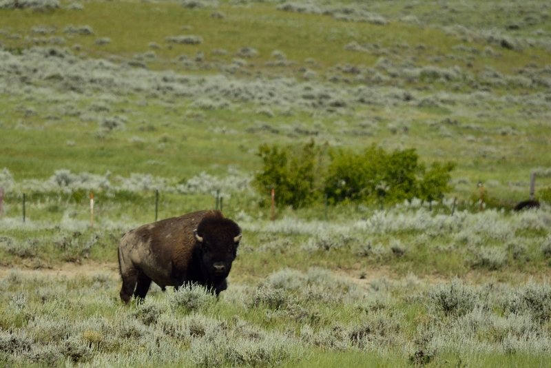 Content 15.american prairie reserve buffalo