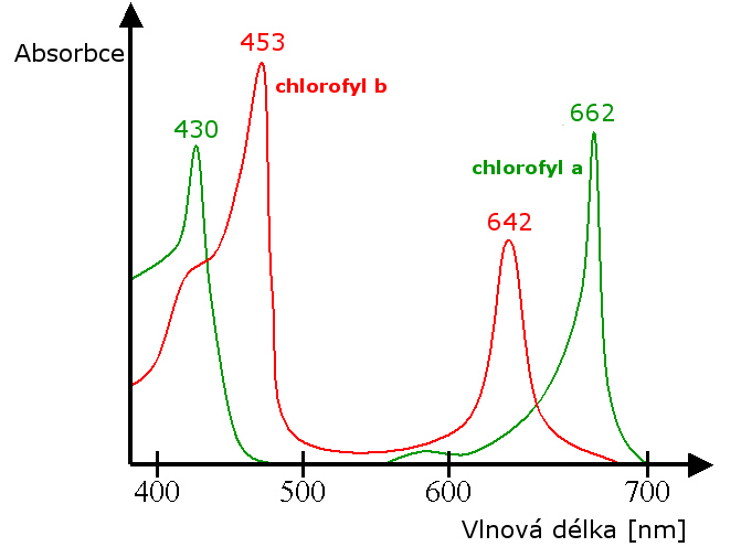 Content chlorofyly spektrum