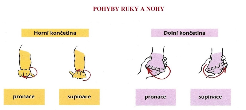 Content pohyby ruky a nohy