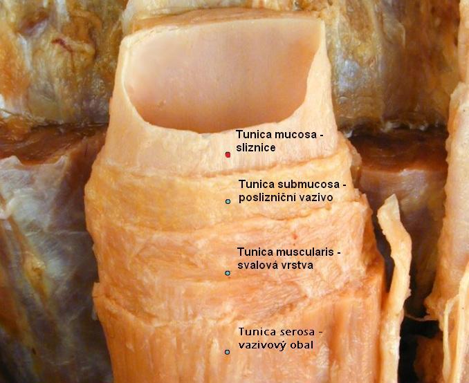 Content tunica mucosa1360111335565