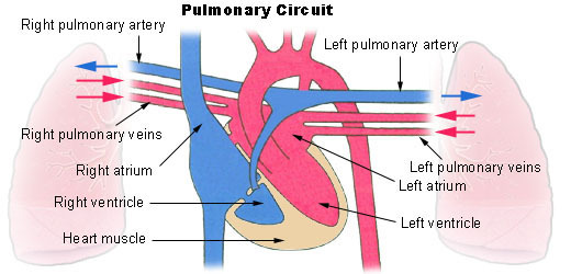 Content illu pulmonary circuit