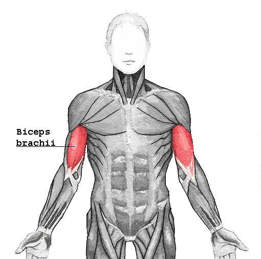 Content biceps brachii