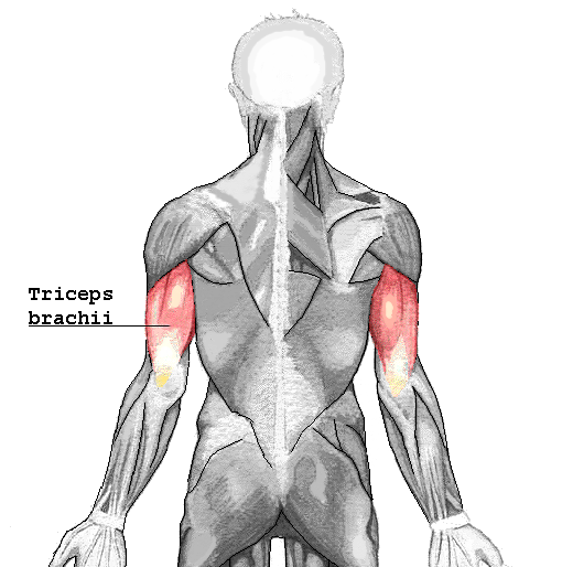 Content triceps brachii