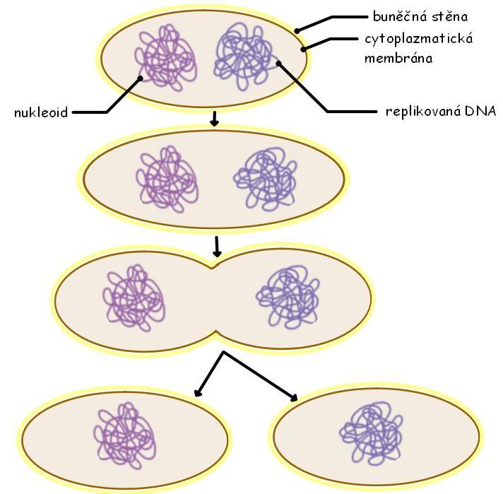 Obr.1 Buněčné dělení prokaryot